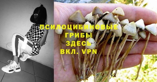 ПСИЛОЦИБИНОВЫЕ ГРИБЫ Алексеевка